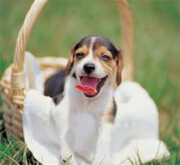 狗狗吠人的原因是啥呢？如何让狗狗不要乱叫？