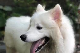 萨摩耶犬的5个优缺陷，请看完再做决定