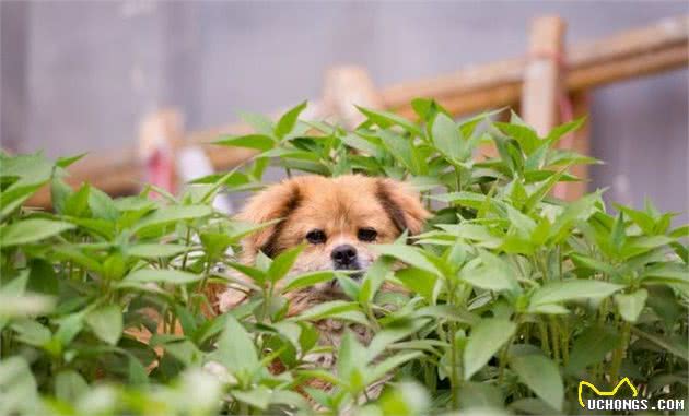 捡到一只流浪幼犬，在没有狗妈妈的情况下，应当如何照顾它？