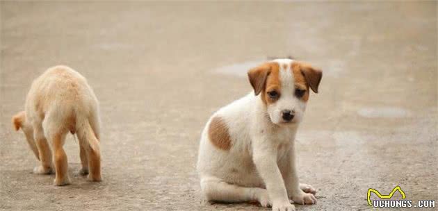 捡到一只流浪幼犬，在没有狗妈妈的情况下，应当如何照顾它？