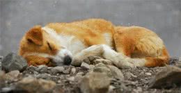 捡到一只流浪幼犬，在没有狗妈妈的情况下，应当如何照顾它？