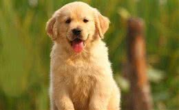 养一只金毛犬要豫备什么日常用品？