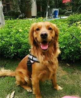 从“地摊狗”到“天价狗”，金毛犬的价格差距为什么这么大？