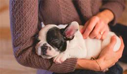 自己动手省钱养狗，关于狗狗基本美容的五个重点，学会自己打理它