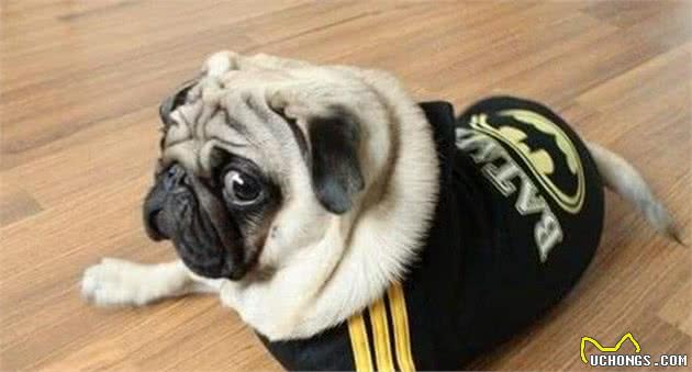 说巴哥犬难养的，却不知道有这些“好处”，养了没后悔过！
