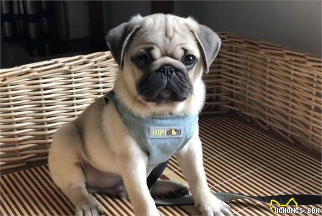 说巴哥犬难养的，却不知道有这些“好处”，养了没后悔过！