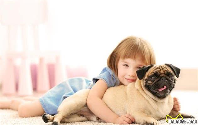 说巴哥犬难养的，却不知道有这些“好处”，养了没后悔过！