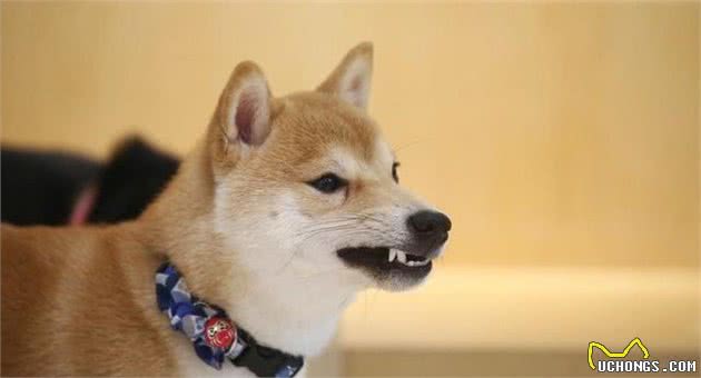 狗狗3、6、9岁，容易性格突变，并不是传言，饲主需要正确应对