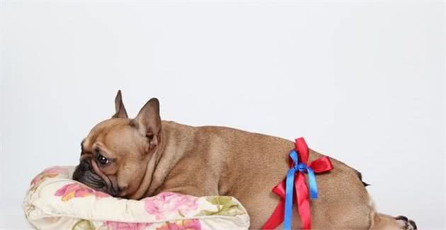辟谣：母犬腹部增大，乳房增大是怀孕了？并不是如此，多是假怀孕
