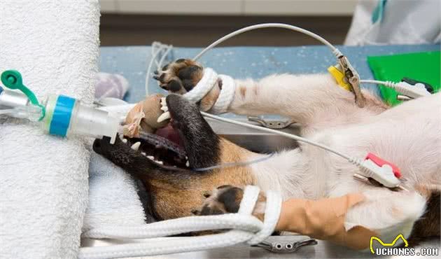 辟谣：母犬腹部增大，乳房增大是怀孕了？并不是如此，多是假怀孕