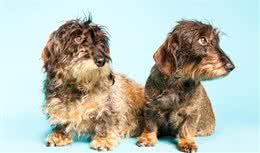 犬毛发粗糙暗淡，别急，注意这五个点，告别毛发粗糙