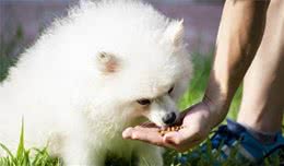幼犬何时断奶有讲究，后续饲养更关键