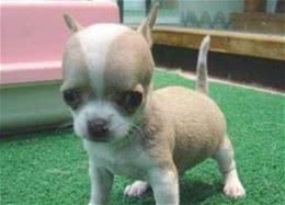 如何训练小型犬小型犬的训练方向
