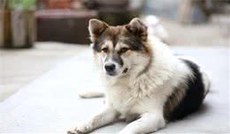 辟谣：狗瘟热患犬只表现出呼吸道的症状？消化道型狗瘟热了解一下