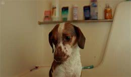 定期对狗狗进行毛发护理，对它的健康很重要，原因有以下5点