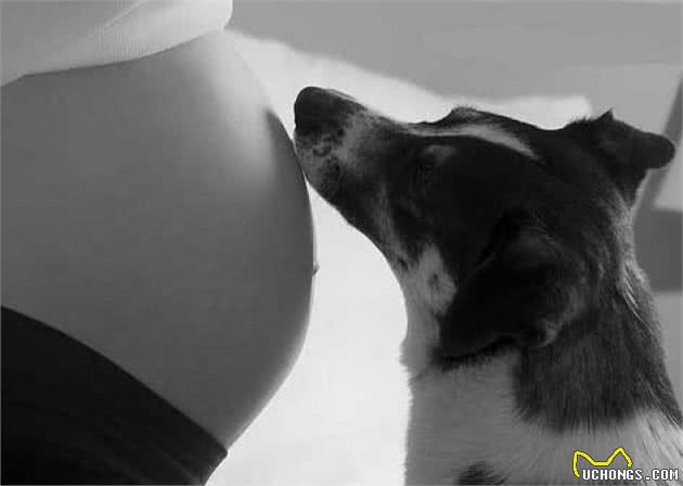 狗狗知道怀孕怎么回事呀吗？主人怀孕了，狗狗会有什么反应？