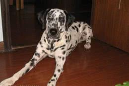 犬排便如何去训练