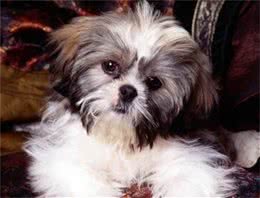 你为犬梳毛发么？