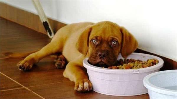 狗狗挑食不吃犬粮？想纠正狗狗这个坏习惯，这两个方法简单又有效