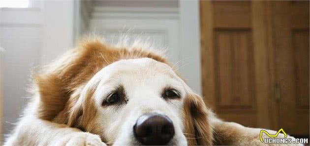 狗狗挑食不吃犬粮？想纠正狗狗这个坏习惯，这两个方法简单又有效