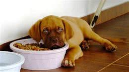 狗狗挑食不吃犬粮？想纠正狗狗这个坏习惯，这两个方法简单又有效