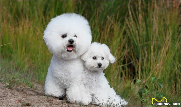 比熊犬的8个体形特点，让你更了解你的狗狗
