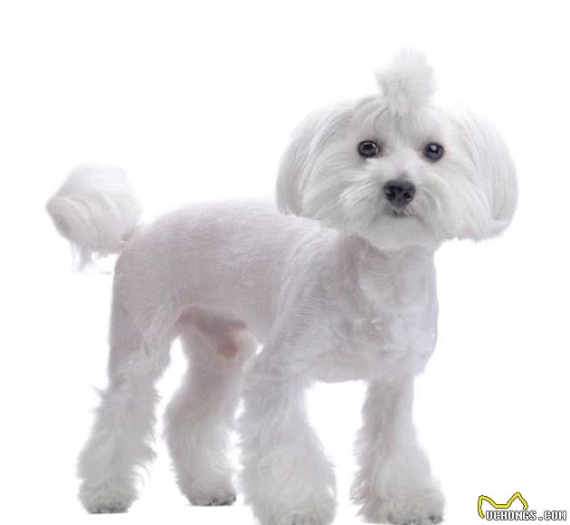 比熊犬的8个体形特点，让你更了解你的狗狗