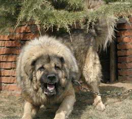 世界上最凶猛的14种猛犬，你见过吗？