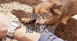 狗狗不能打的三个位置，教育狗狗需要学会六点正确方法！