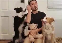 养狗小知识：只要你坚持做这5件事，狗狗会越来越乖
