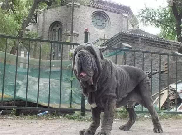 世界十大最凶残的狗犬类别~