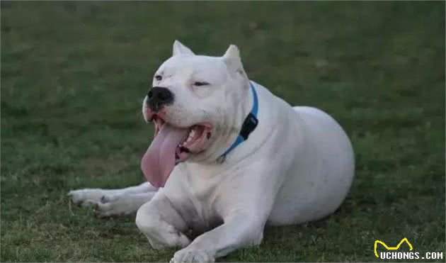 世界十大最凶残的狗犬类别~