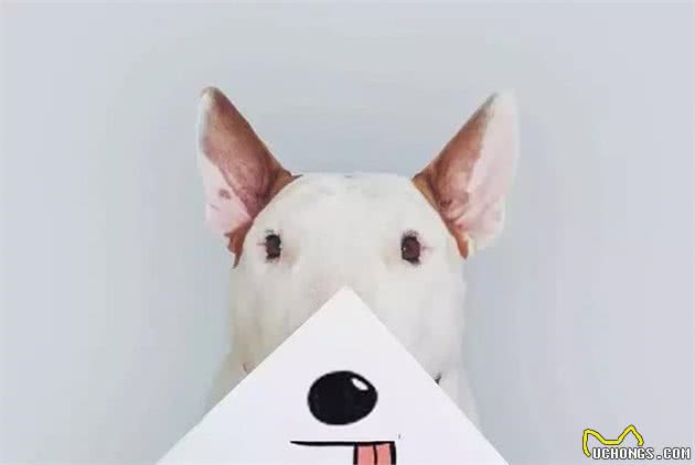 世界十大最凶残的狗犬类别~