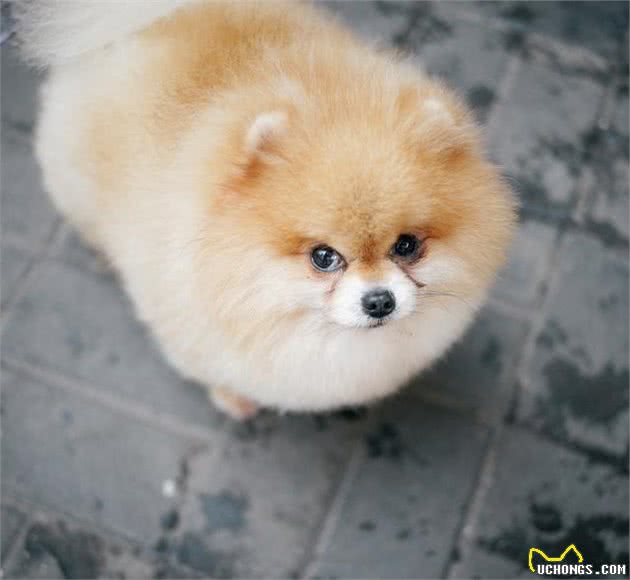 博美犬有这7种表现，那是它没把你当主人，快看你家的有没有？