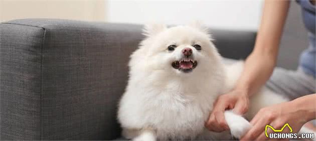 博美犬有这7种表现，那是它没把你当主人，快看你家的有没有？