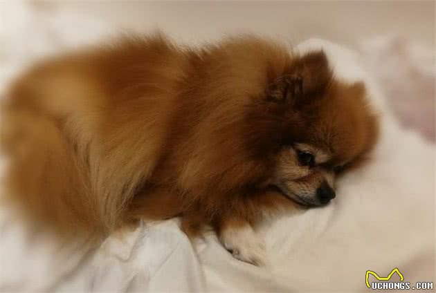 博美犬有这7种表现，那是它没把你当主人，快看你家的有没有？