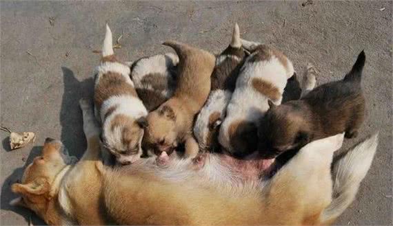 犬繁殖者必读