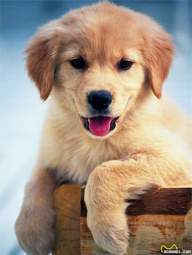 犬繁殖者必读
