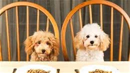 如何在众多犬粮产品中挑选合适的犬粮？