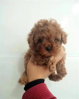 犬的常见疾病症与应对措施三：呕吐
