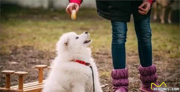 受人欢迎的7大狗狗，就一定适合你养？细说热门犬种的优缺陷