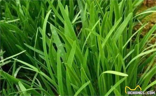 养狗的须知：这5种蔬菜，狗狗是不能吃的，会危及狗狗的生命