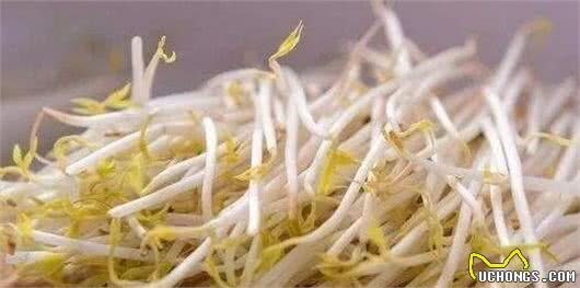 养狗的须知：这5种蔬菜，狗狗是不能吃的，会危及狗狗的生命