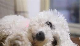 想知道你家比熊犬有没有认你为主人？看看这篇文章就知道啦