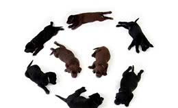 家里狗狗生了幼崽，教您5点轻松照顾好幼犬