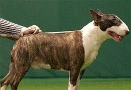 养牛头梗犬注意事项做好饲养豫备