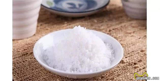 萌新宠主，养狗狗前需要了解的知识，哪些食物是狗狗不能食用的？