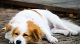 很多女生喜欢养公狗，并且大部分是大型犬，这是为什么？