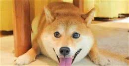 柴犬骨折的治疗办法，柴犬受伤骨折怎么办？