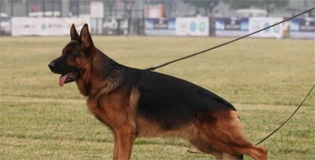 德国牧羊犬，你了解多少?